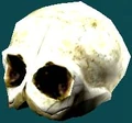  Skull