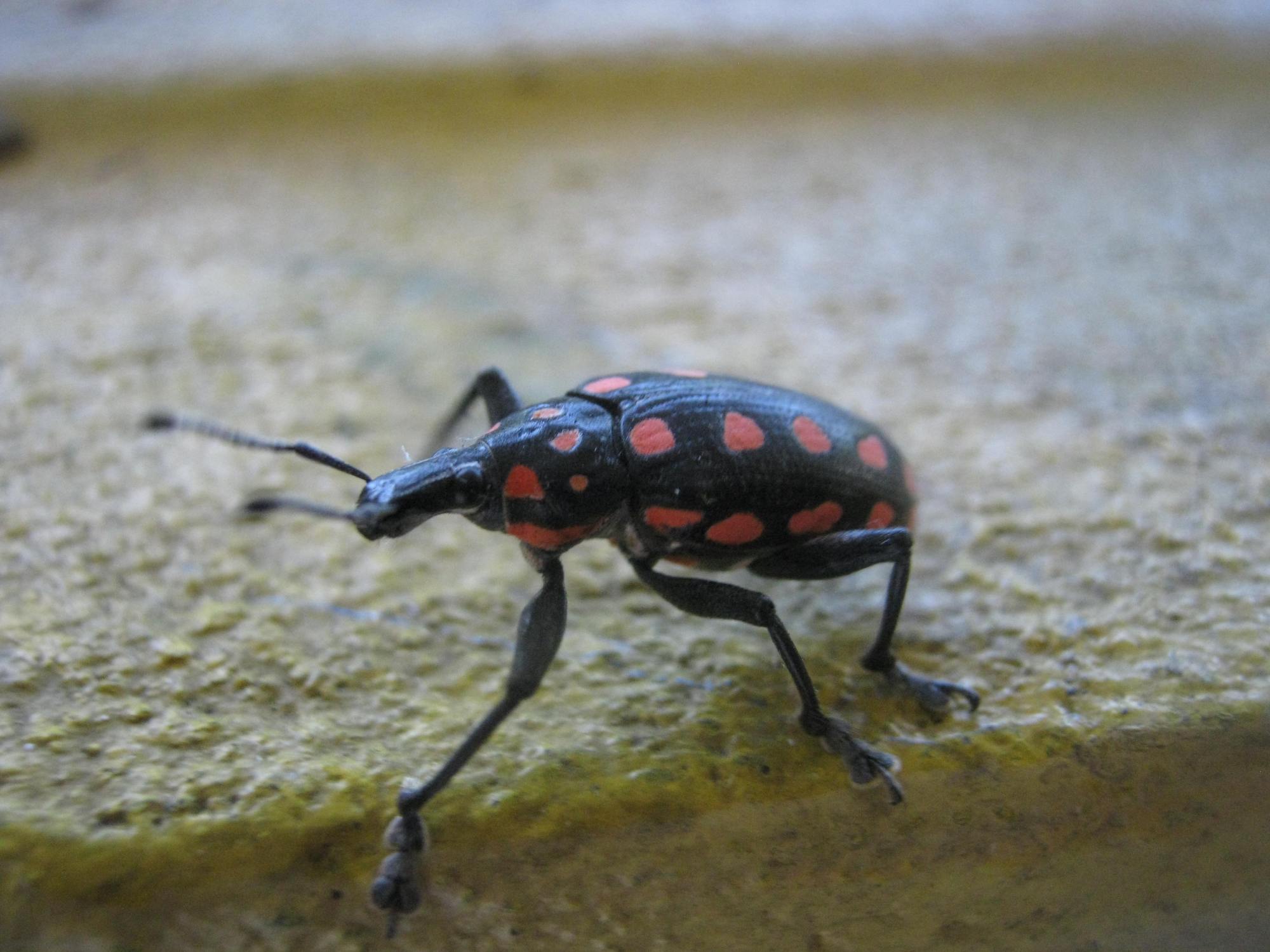 red bugs with black dots