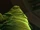 Hutt