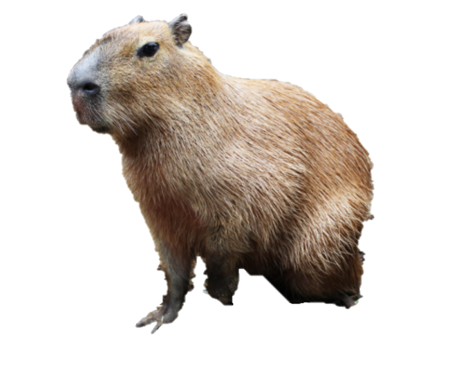 Capybara png images