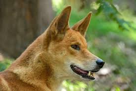 The dingo: a native species in the crosshairs