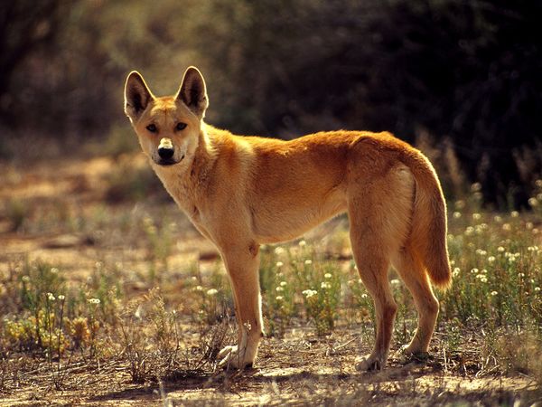 a que familia pertenece el dingo