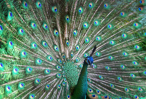 Peacock | Symbolism Wiki | Fandom