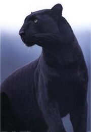 Blpanther