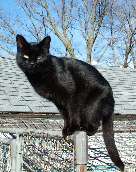 Black Cat Symbolism Wiki Fandom