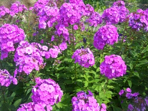 Phlox Paniculata