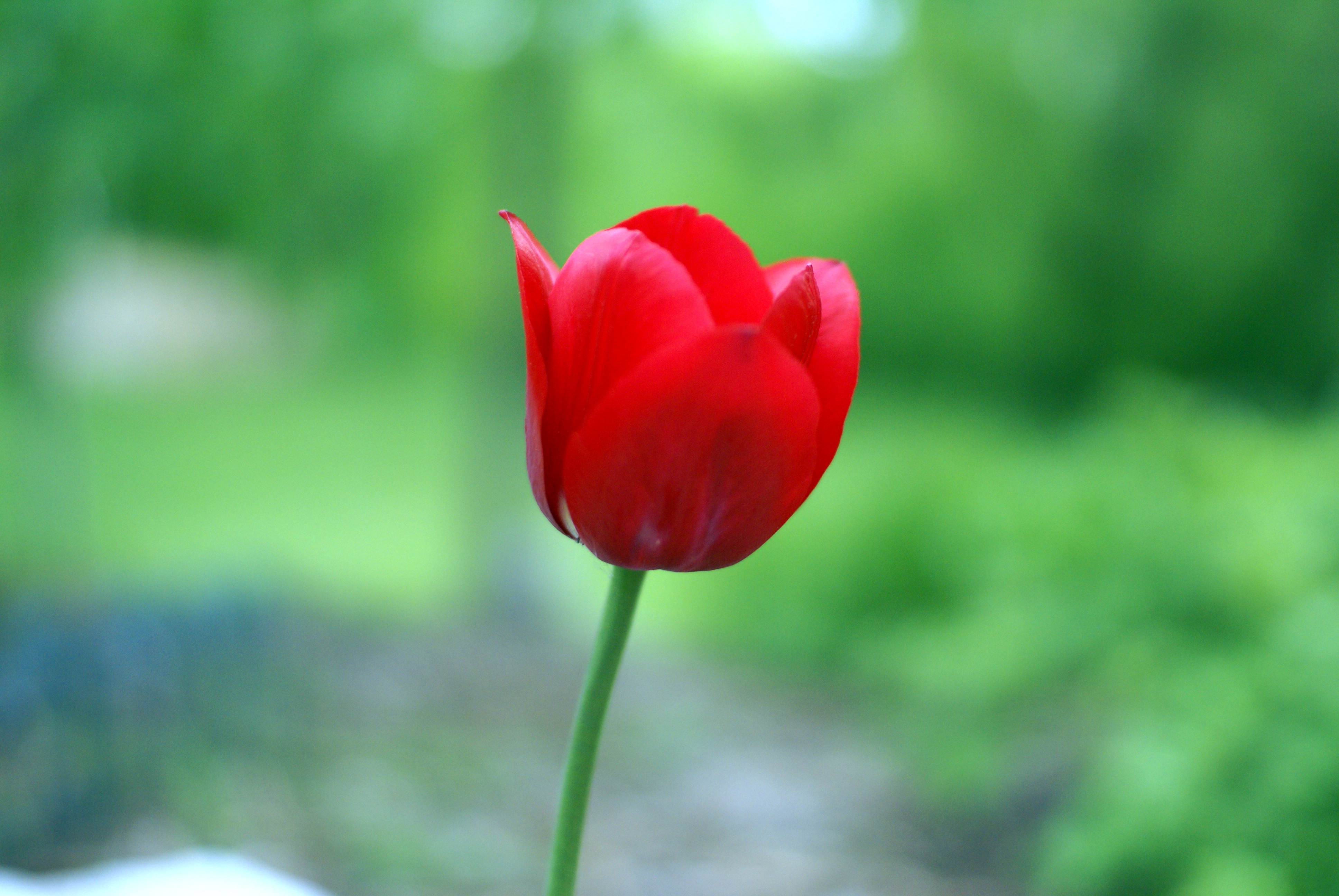 single red tulip meaning