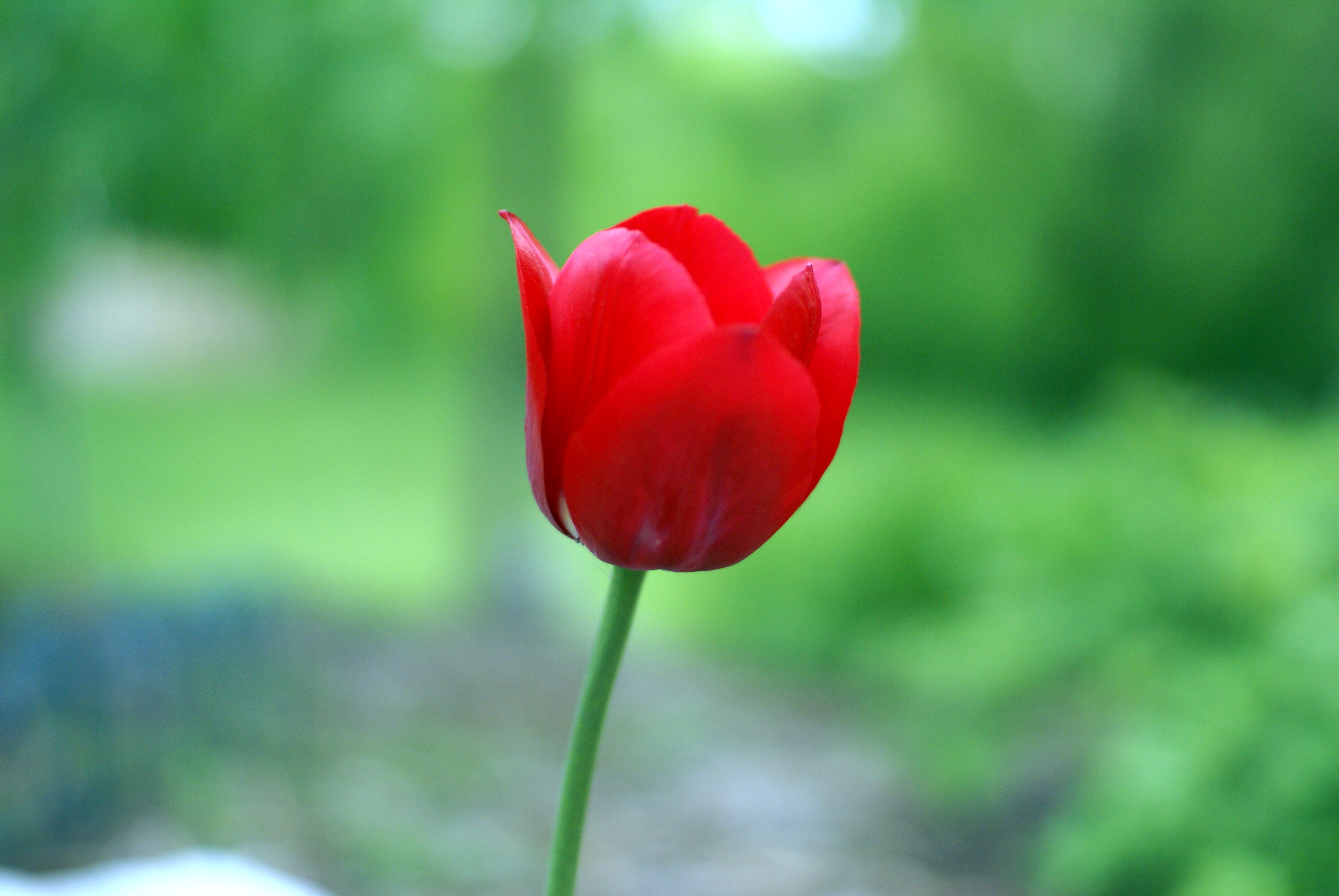 Tulip, Wiki