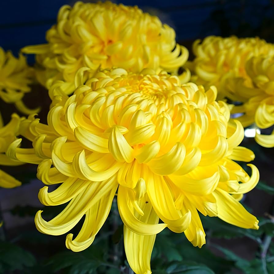Chrysanthemum Chrysanthemum