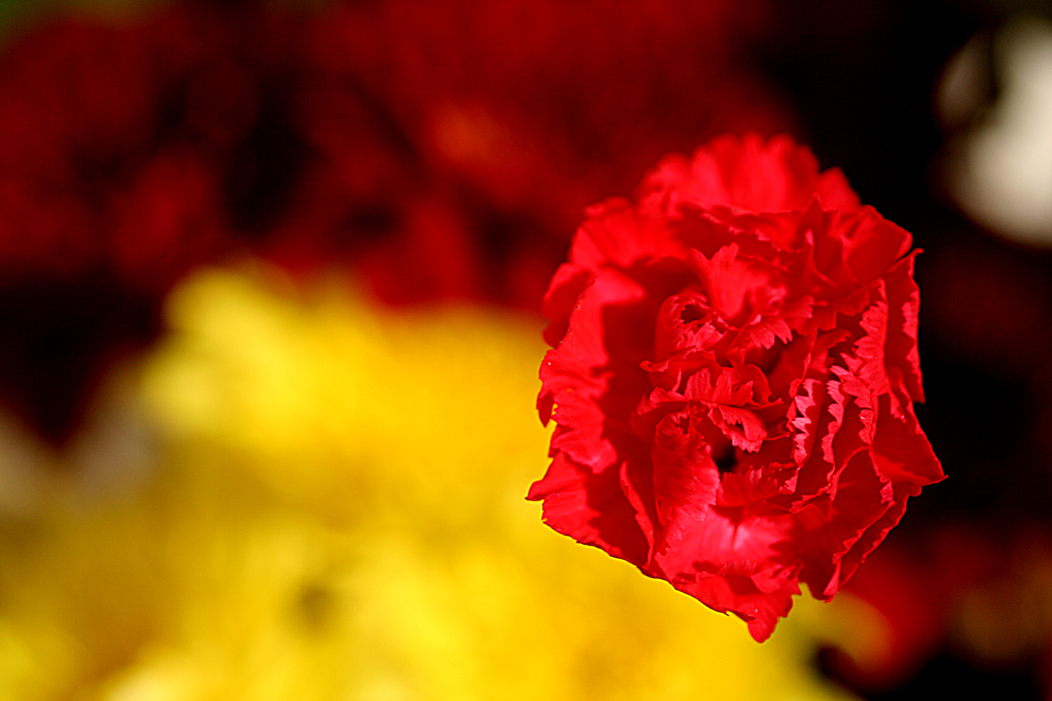 Carnation flower color meaning  Carnation flower meaning, Flower meanings,  Carnation flower