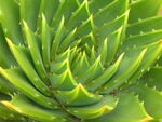 Aloe-2379