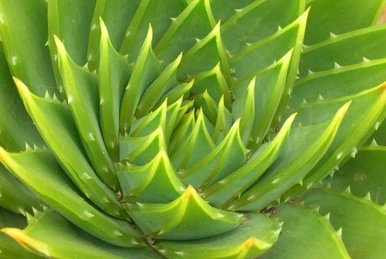 Aloe | Symbolism Wiki | Fandom
