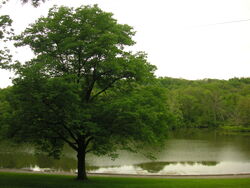 Oak Tree and lake-6376