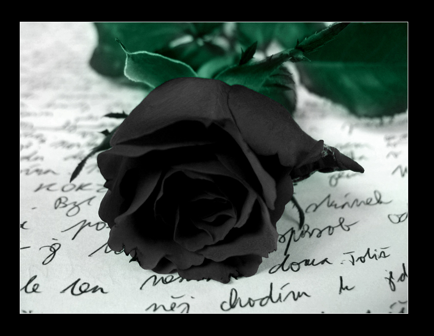 Black Rose Symbolism Wiki Fandom