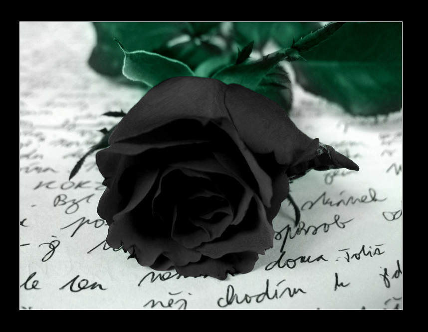 What Do Black Roses Mean? – Rosaholics