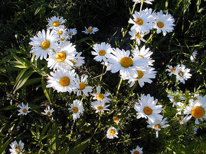 Daisy meaning flower and Symbolism - What do daisy colours mean?