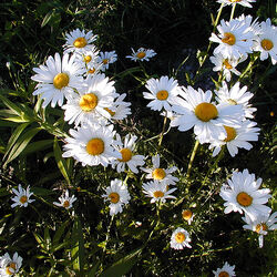 Category Flowers Symbolism Wiki Fandom