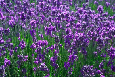 Lavender | Symbolism Wiki | Fandom