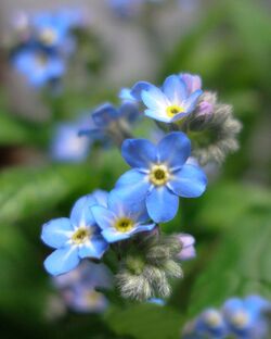 Forget-Me-Not Flowers: Their Meaning and Symbolism