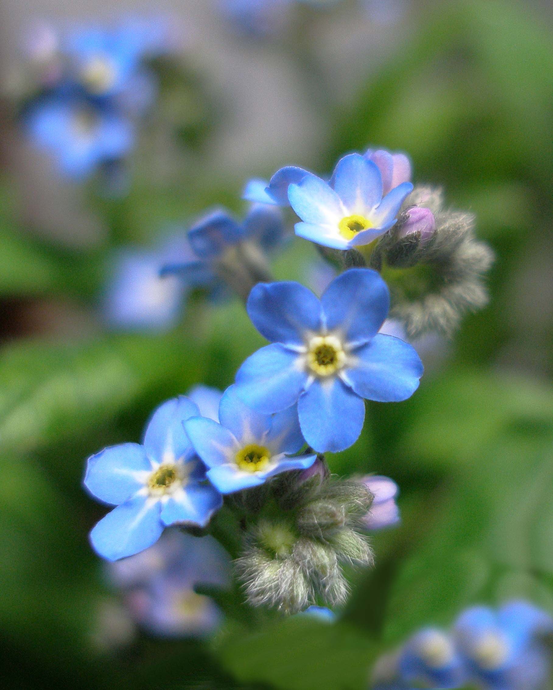 forget me not flowers meaning