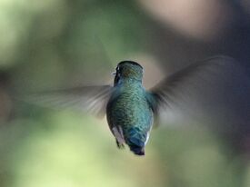 Hummingbird rear-view-606