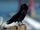 Raven