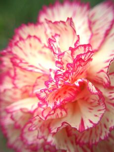 Stripe-Carnation-445