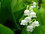 Lily of the valley