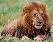 Lion.jpg