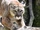 Cougar