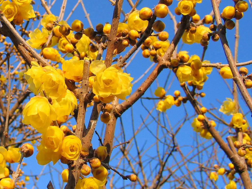 Allspice Symbolism Wiki Fandom