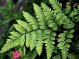 Fern