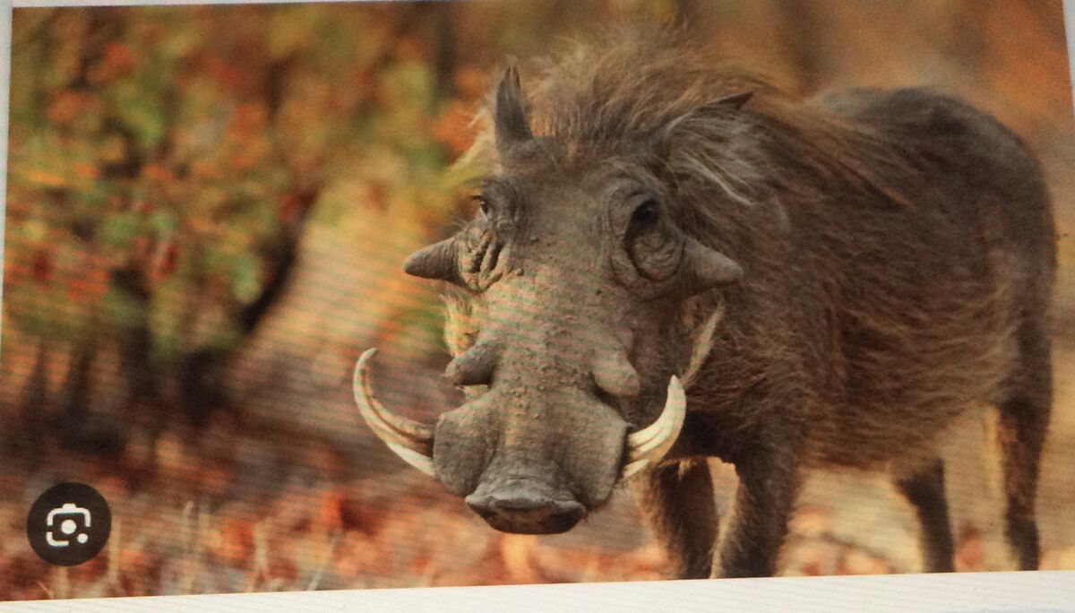 Warthog | Synonyms & Antonyms Wiki | Fandom