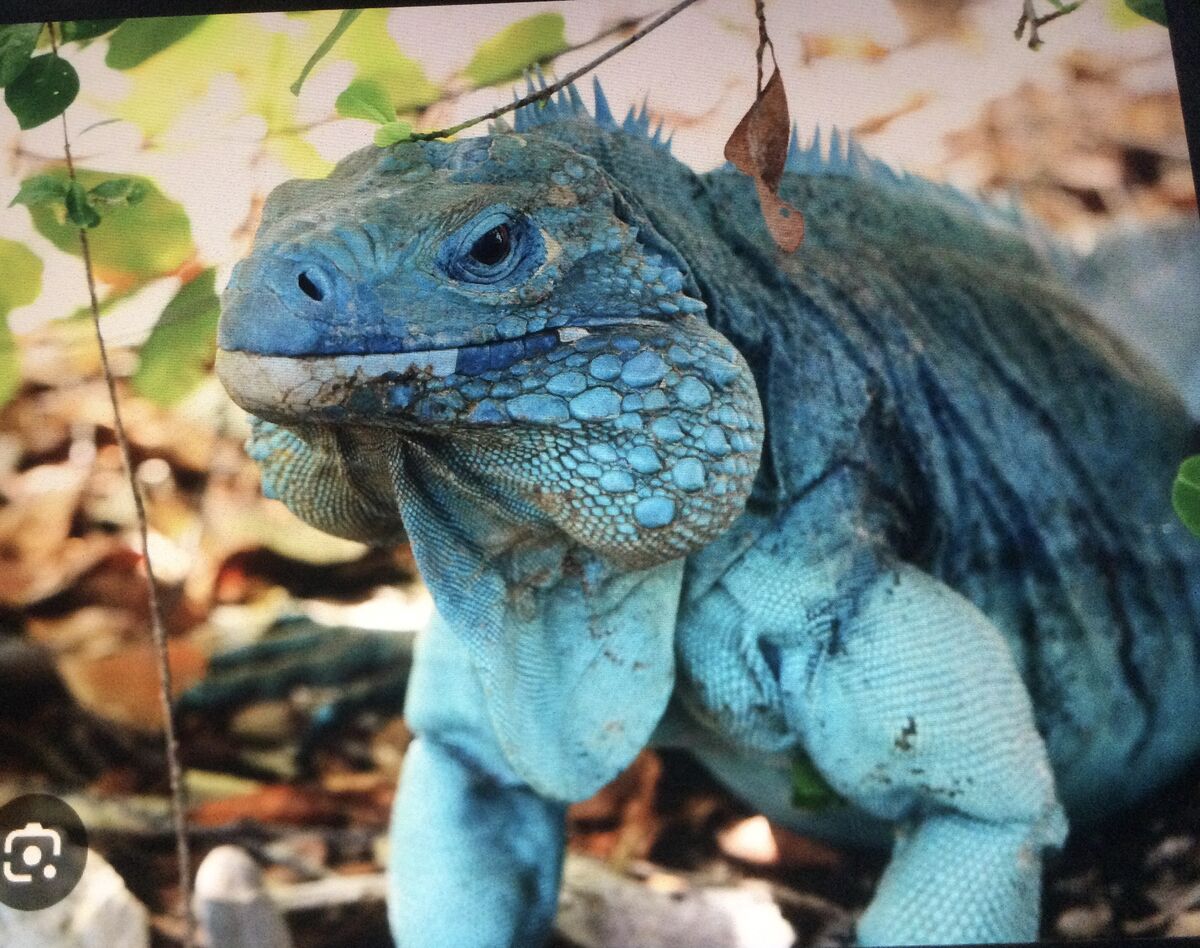 iguana-synonyms-antonyms-wiki-fandom