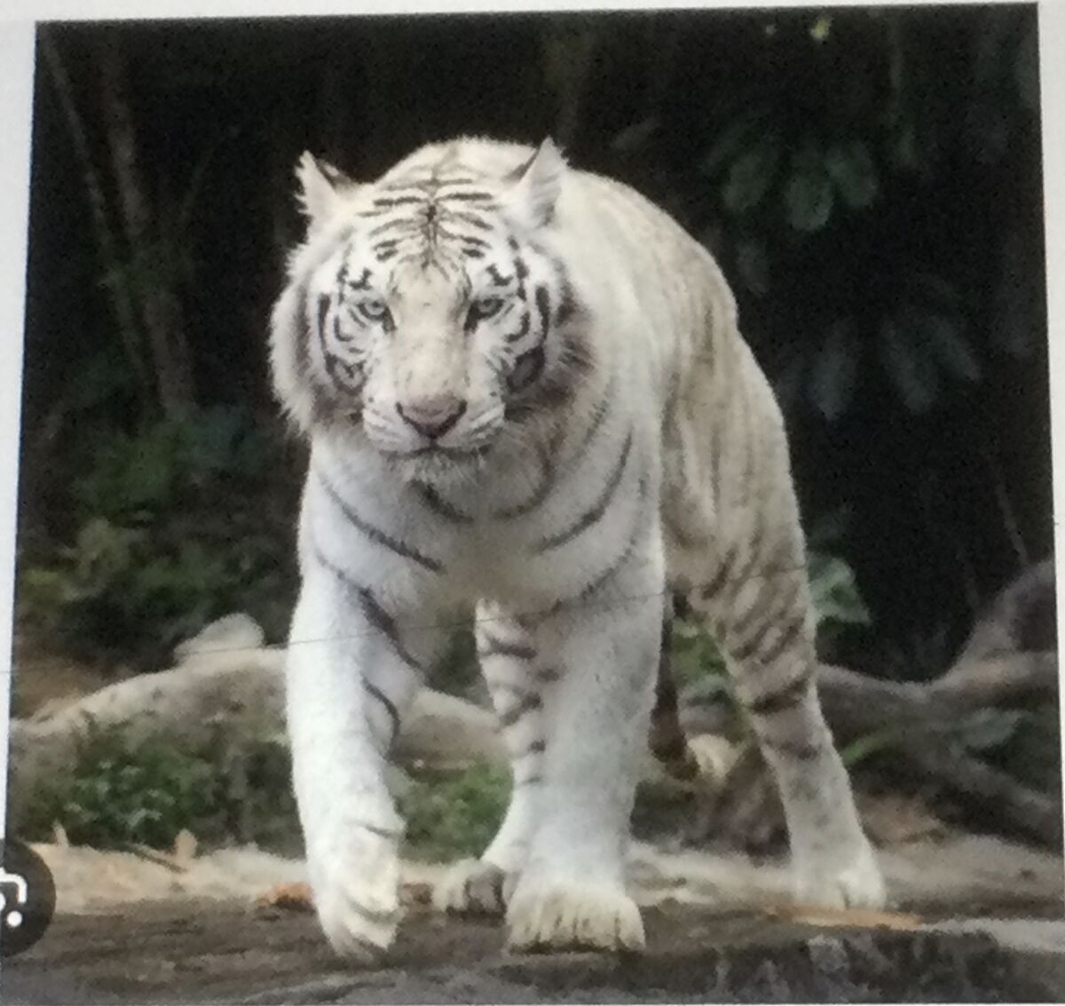 White Tiger Synonyms & Antonyms Wiki Fandom