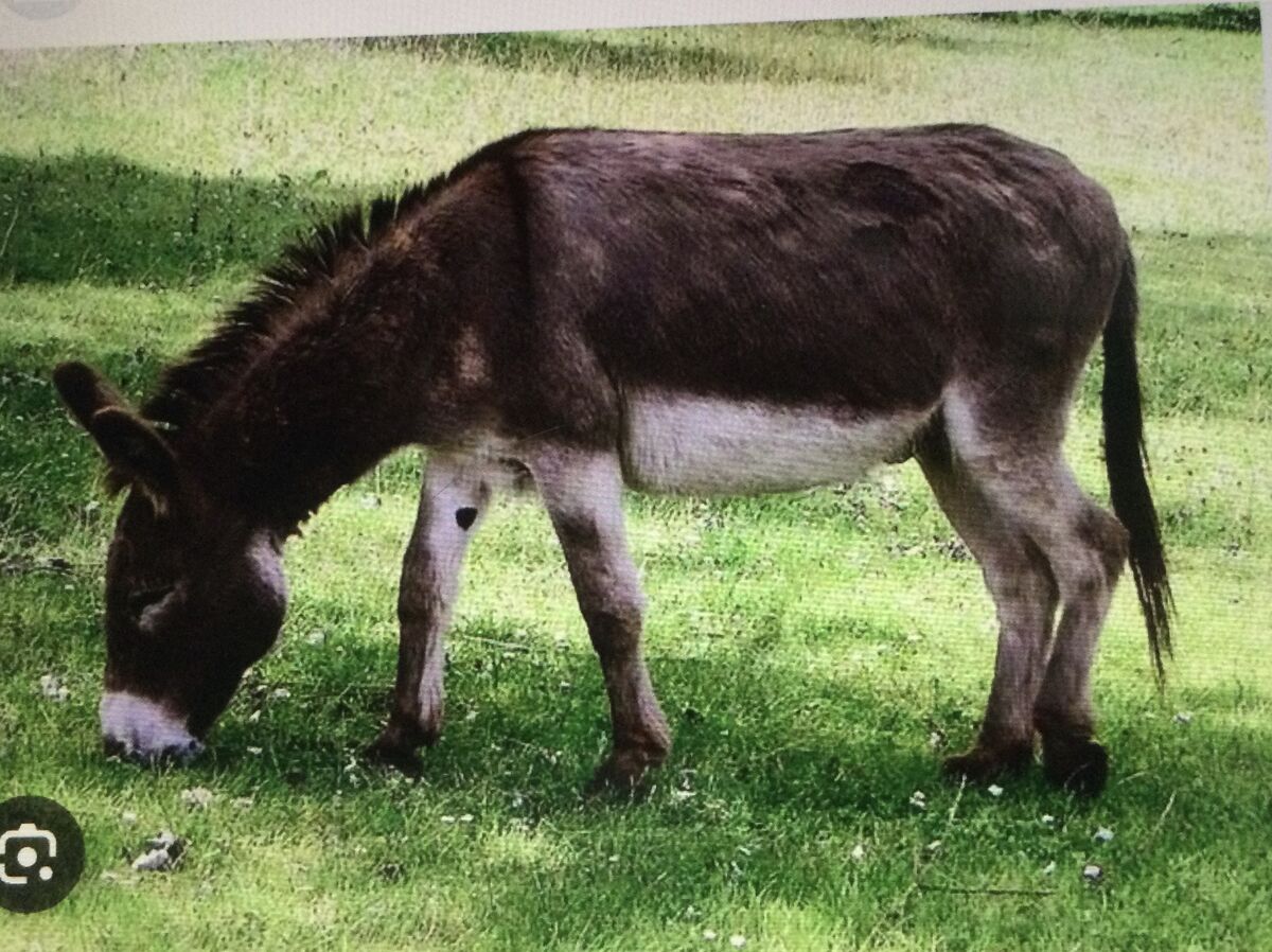 Donkey Synonyms Antonyms Wiki Fandom risultati-immagini-per-bambino-arrabbiato-disegno-angry-cartoon-face