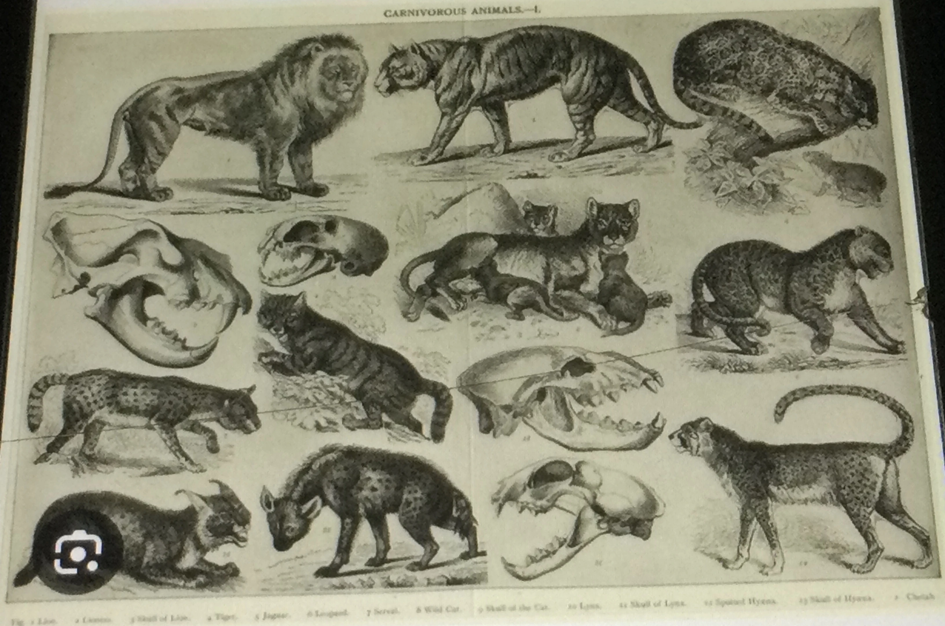 Carnivorous Synonyms | Synonyms \u0026 Antonyms Wiki | Fandom, image size:3264x2164