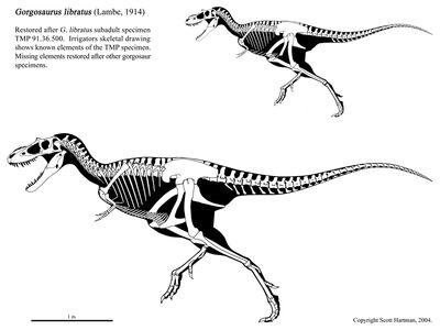 Albertosaurus libratus