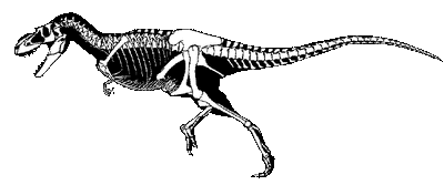 Albertosaurus sarcophagus.gif