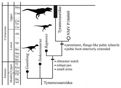 Tyrannosauridae cladogram