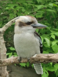 Ein Jägerliest, Kookaboora oder lachender Hans.