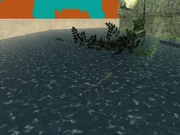 Fish swimming around the lake.