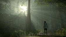 The forest.