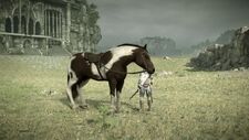 Agro's tobiano skin.