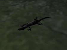 A regular lizard.