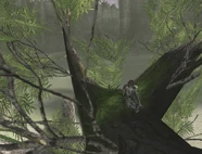 Wander relaxing on a tree with a patch of moss.