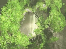 Top of the cave. Looking through the hole. Picture by Nomad Colossus.