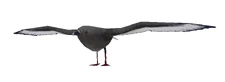 Gull.png (47 KB) PS2 version of the gull's model.