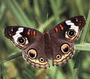 Butterfly 156