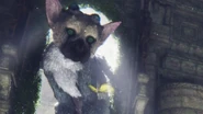 Trico eyes